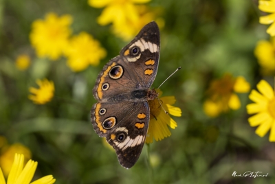 Buckeye Butterfly March 2020